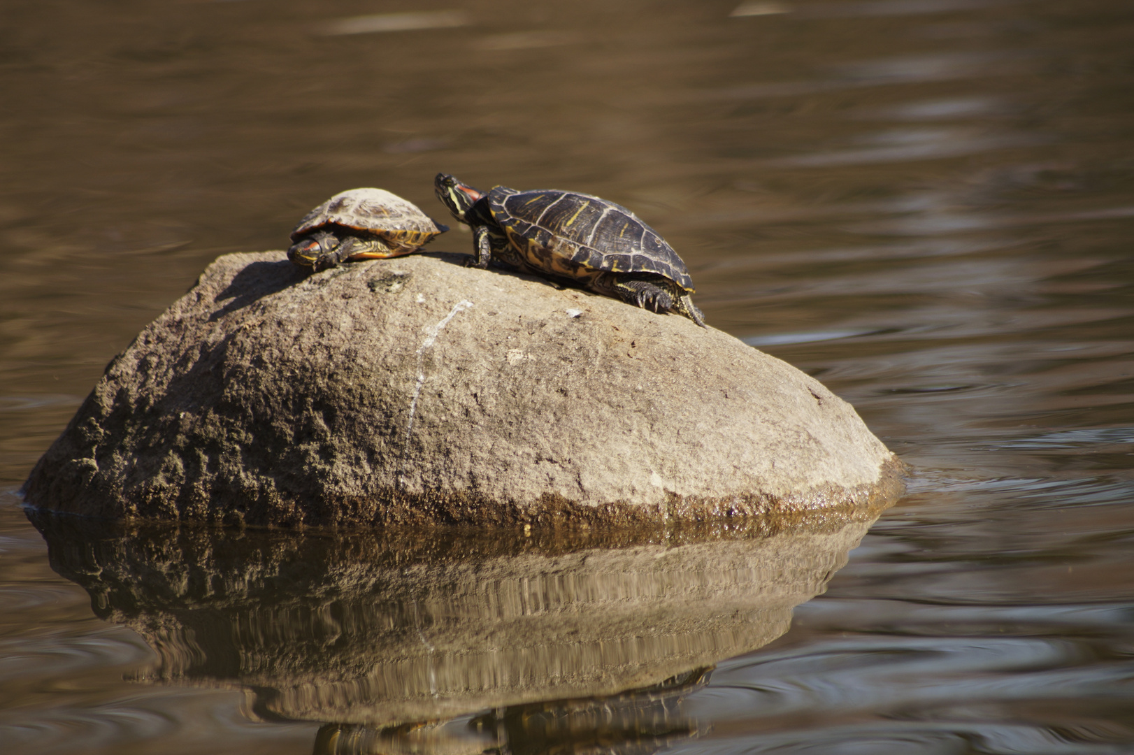 Traurige Schildkröten