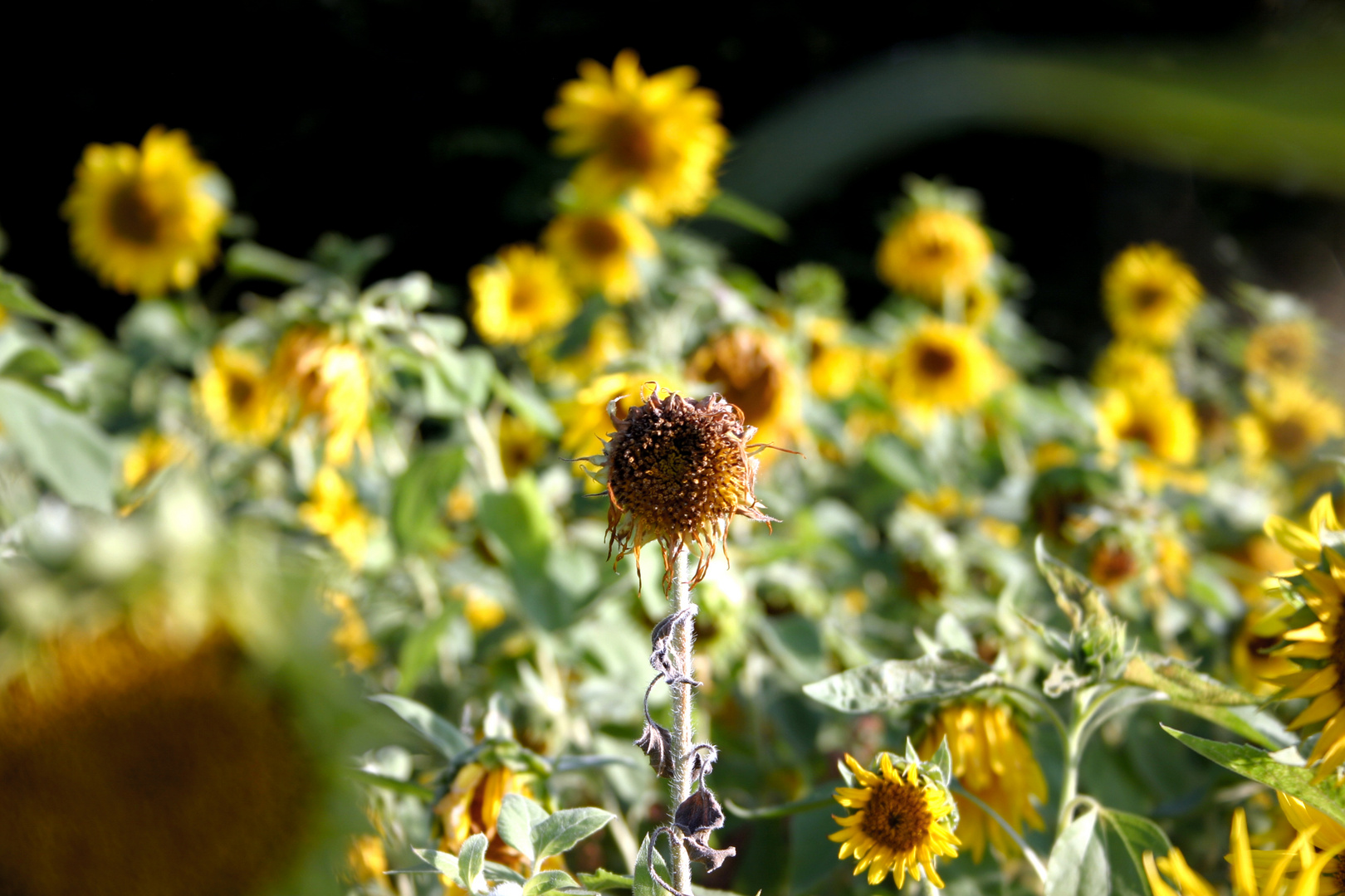 traurige Sonnenblume