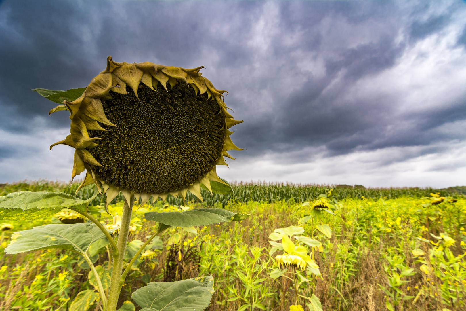 Traurige Sonnenblume