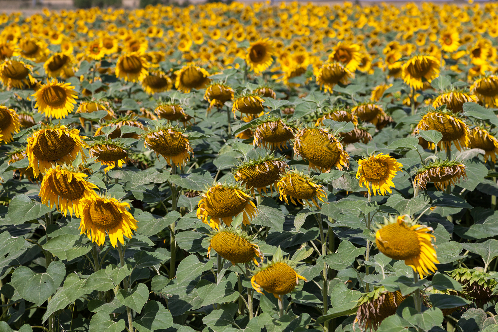 Traurige Sonnenblumen