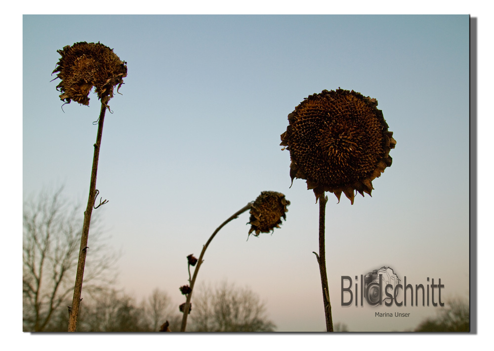 ...traurige Sonnenblumen