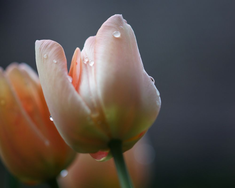 traurige Tulpen
