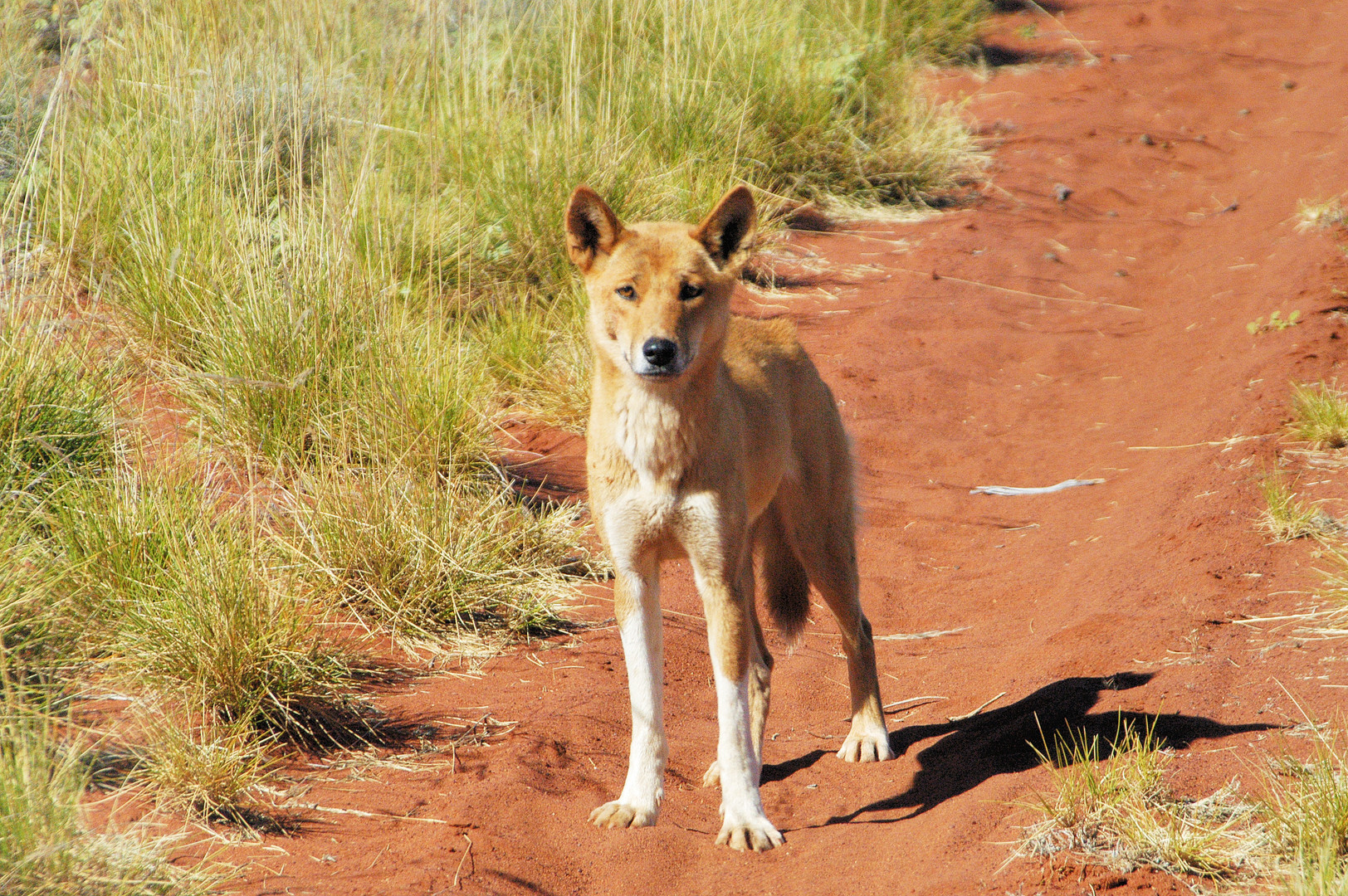 Trauriger aber auch neugieriger Dingo