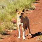 Trauriger aber auch neugieriger Dingo