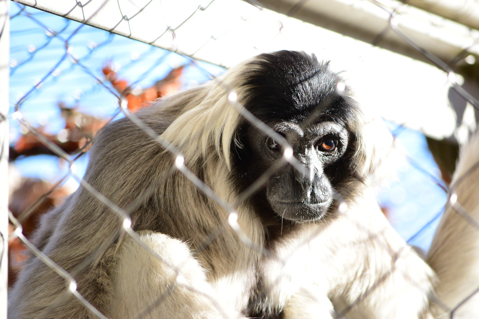 "Trauriger" Affe hinter Gittern