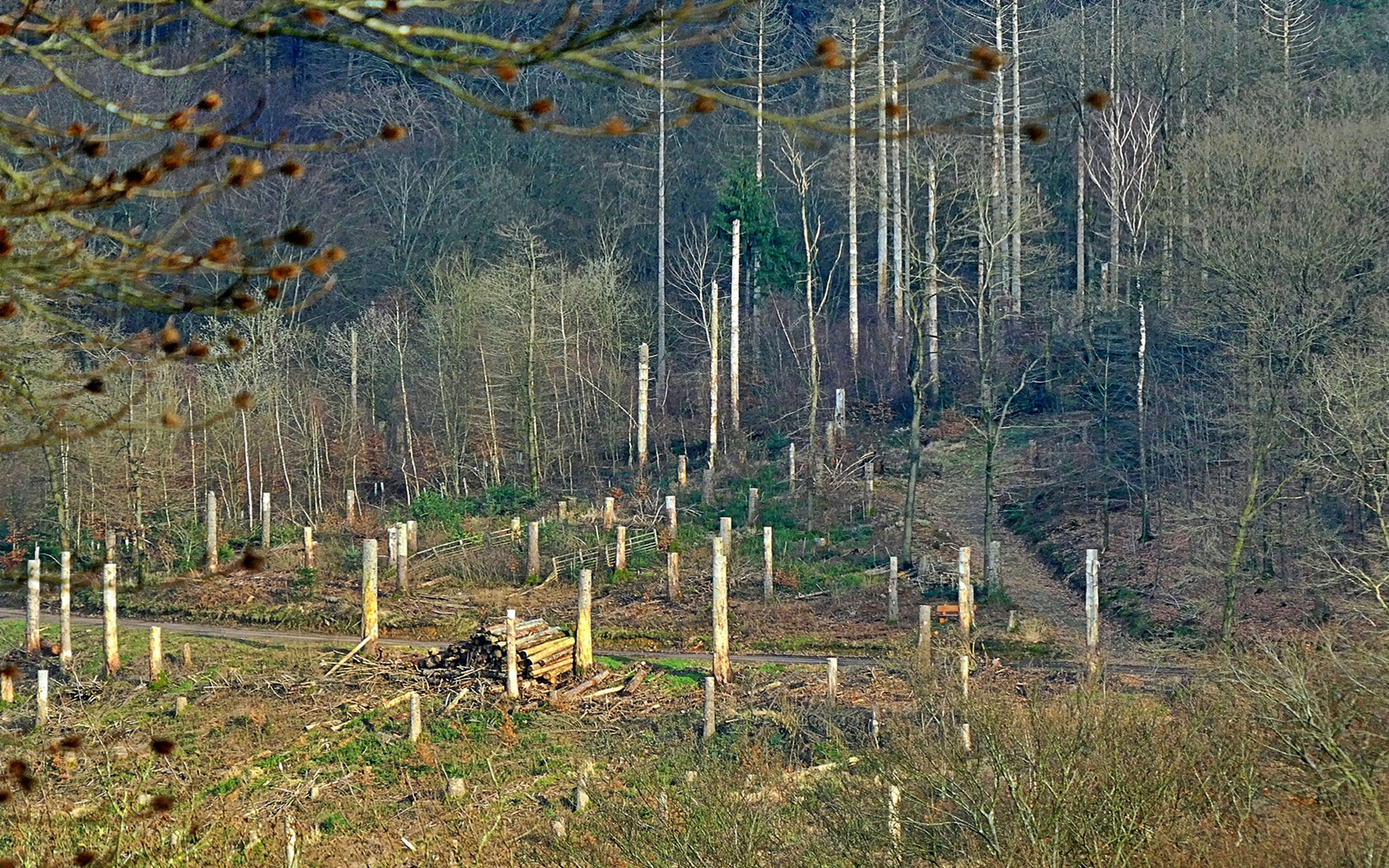 Trauriger Anblick im Gelpetal (Wuppertal)