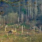 Trauriger Anblick im Gelpetal (Wuppertal)