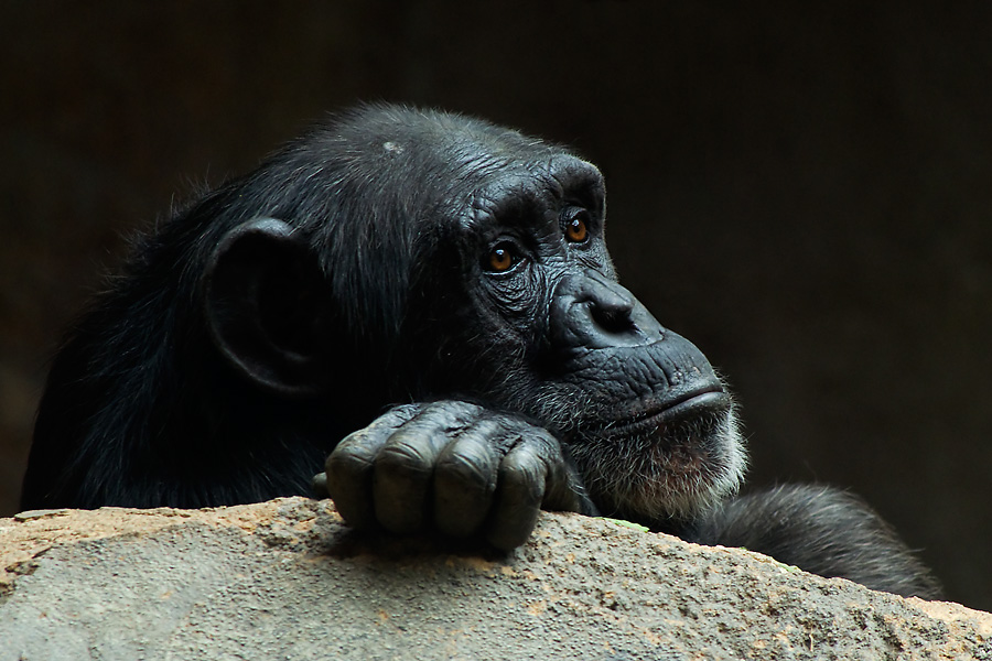 Trauriger Blick