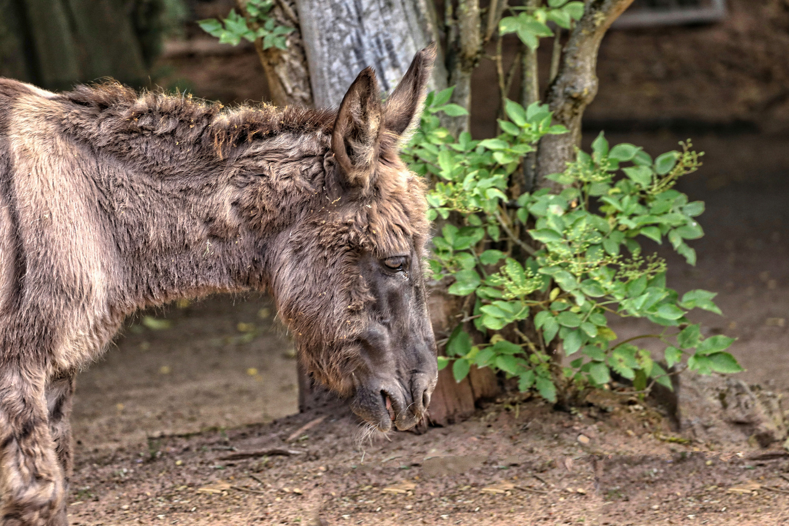 trauriger Blick