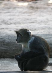 trauriger Blick - Affe im Zoo Hannover