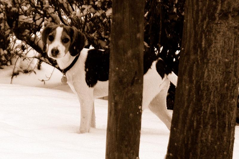 trauriger Blick trotz guter Laune, typisch für Beagle