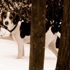 trauriger Blick trotz guter Laune, typisch für Beagle