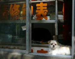 Trauriger chinesischer Hund