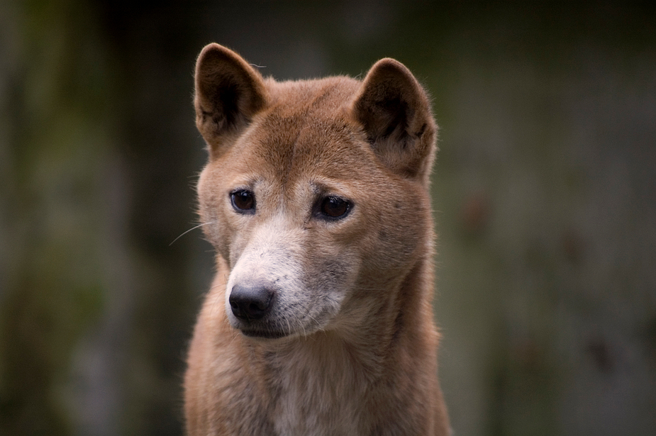 Trauriger Dingo