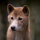 Trauriger Dingo