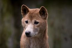 Trauriger Dingo