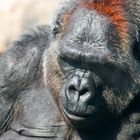 Trauriger Gorilla