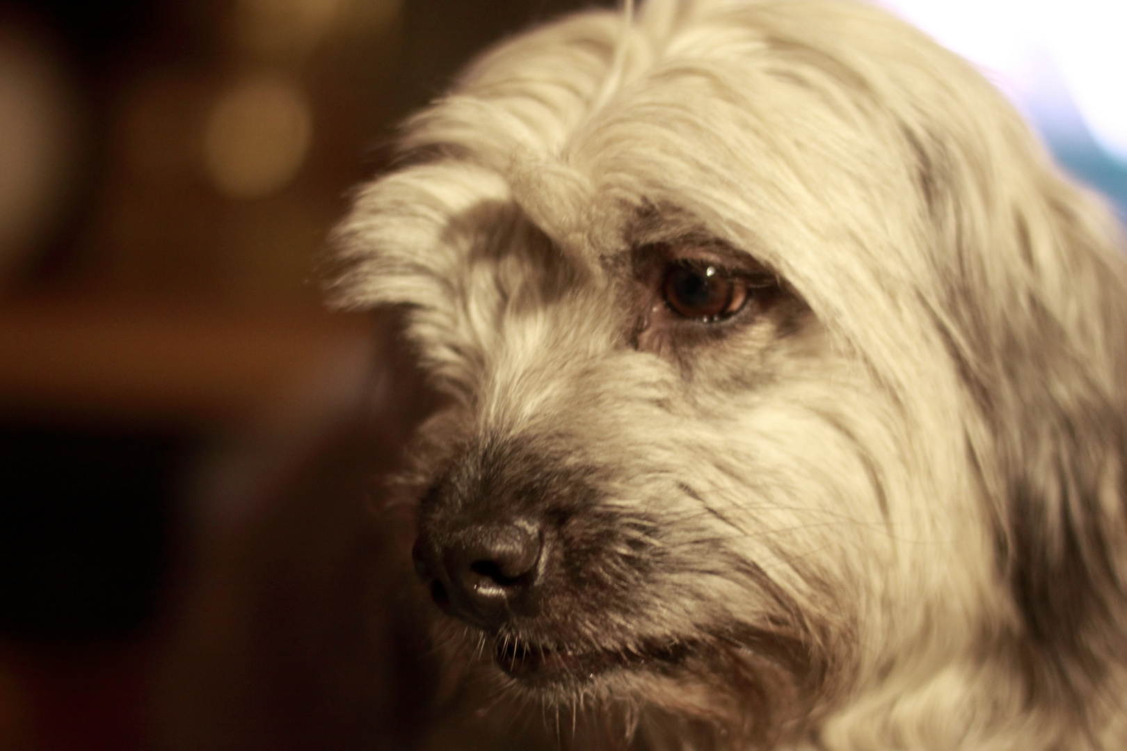 Trauriger Hund Foto &amp; Bild tiere, haustiere, hunde Bilder auf