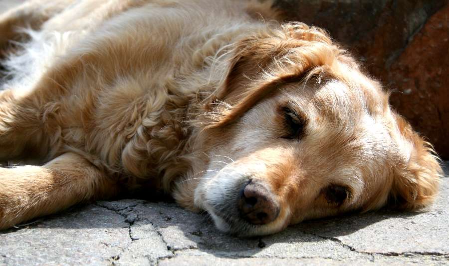 Trauriger Hund auf der Straße Foto &amp; Bild tiere, haustiere, hunde