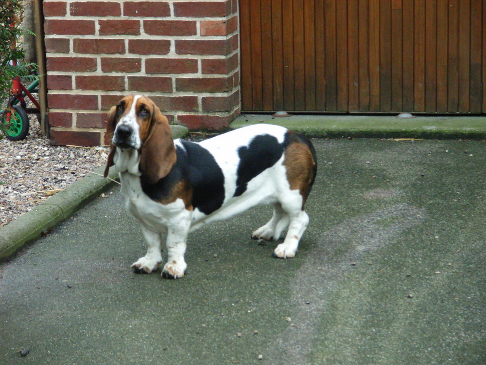 Trauriger Hund vor Garage in einem normannischen Dorf