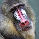 Trauriger Mandrill