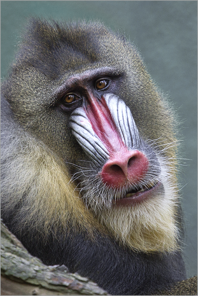 Trauriger Mandrill von Renate Schleuter