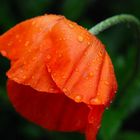 Trauriger Mohn mit Wassertropfen