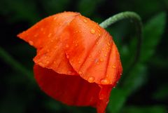 Trauriger Mohn mit Wassertropfen