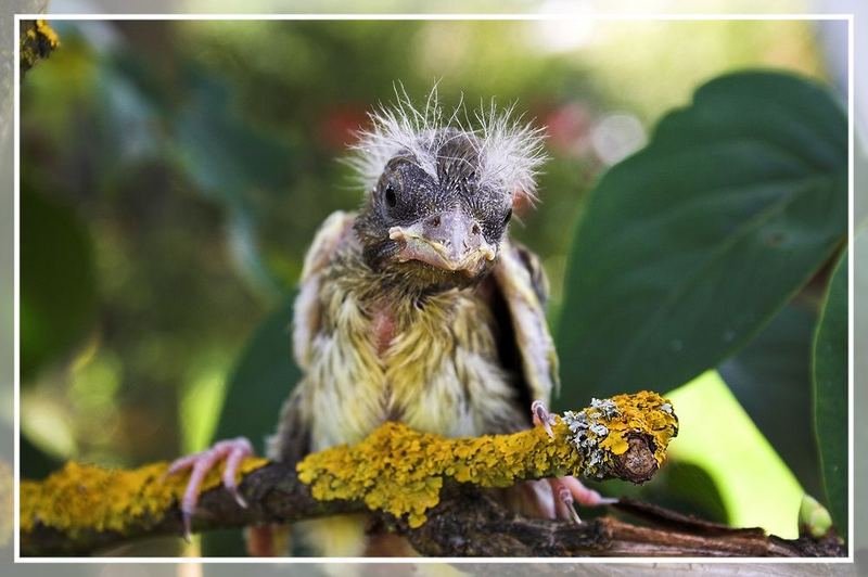 Trauriger Nestflüchter.