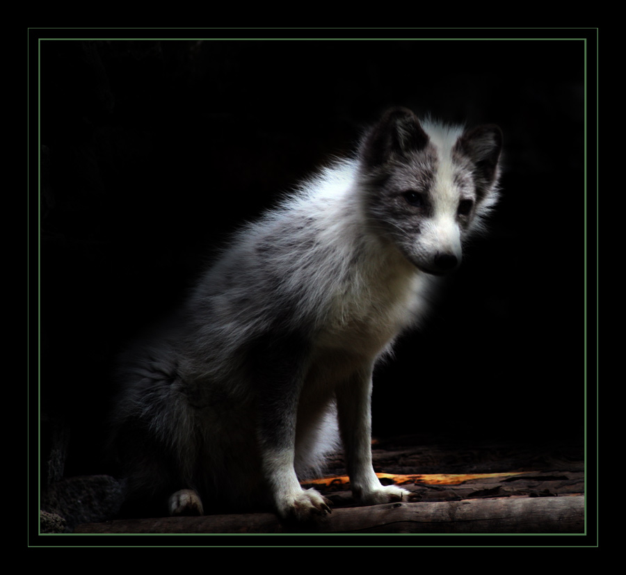 Trauriger Polarfuchs