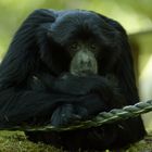 Trauriger Siamang Affe