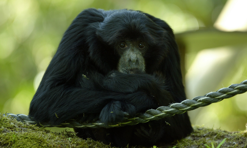 Trauriger Siamang Affe