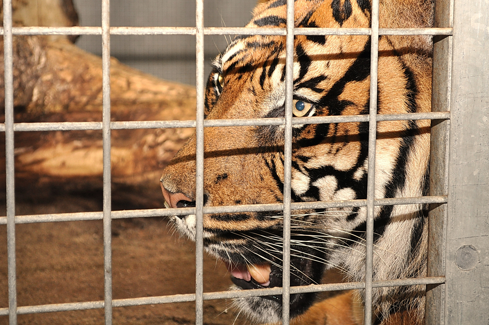 trauriger Tiger... Lebenslänglich Foto & Bild tiere, tierdetails