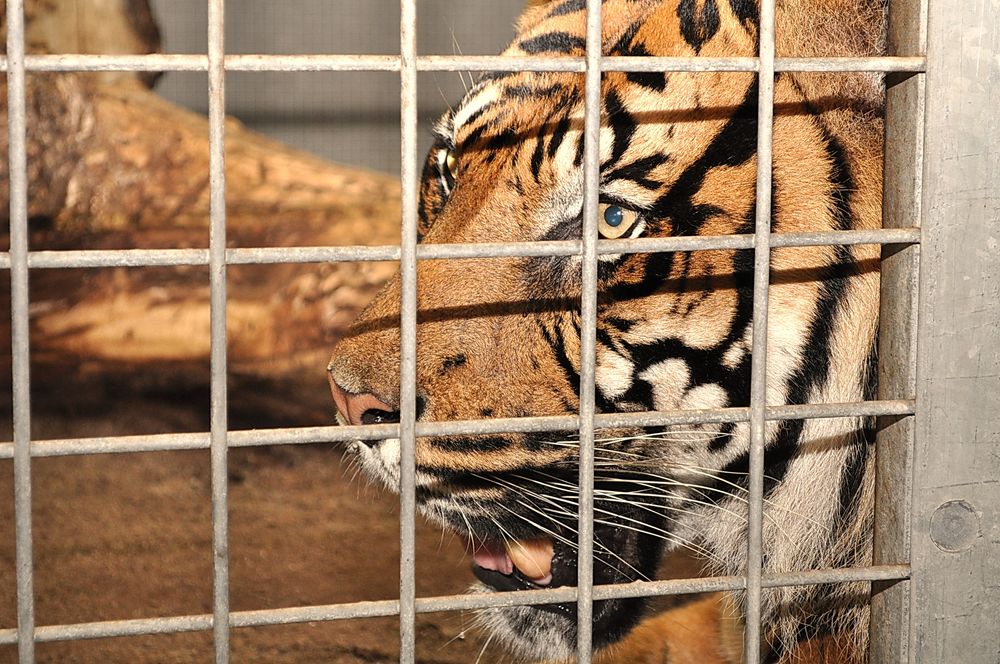 trauriger Tiger... Lebenslänglich Foto & Bild tiere, tierdetails
