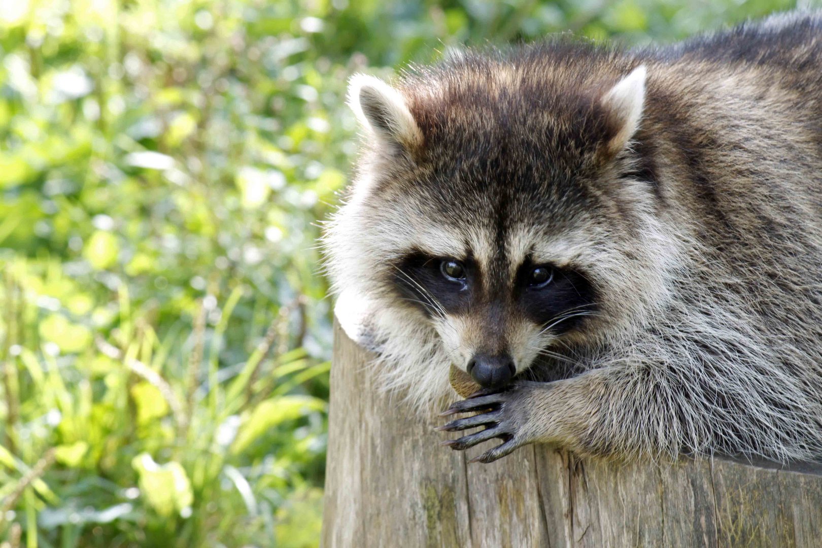 Trauriger Waschbär