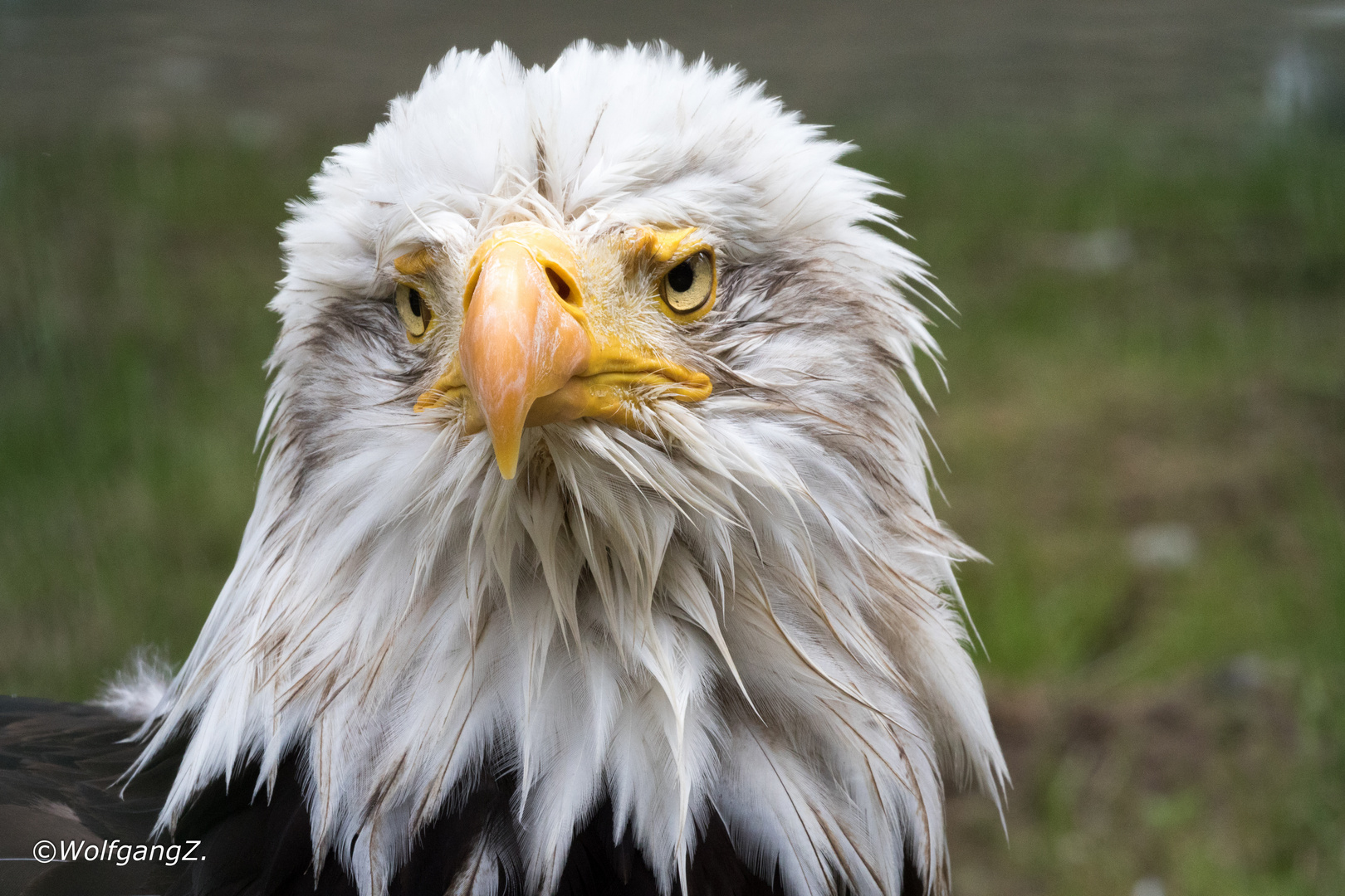 trauriger Weißkopfseeadler 