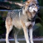 Trauriger Wolf