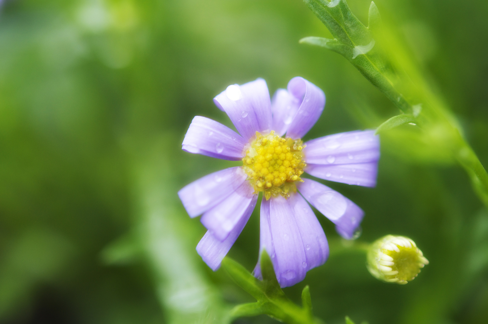 Trauriges Blümchen