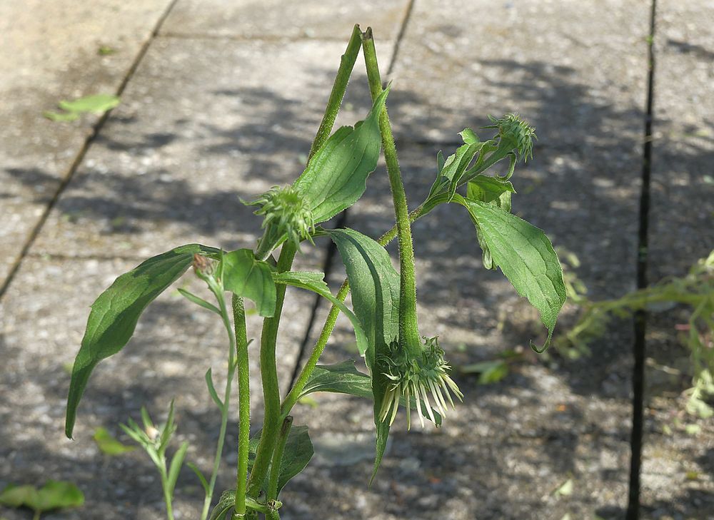 Trauriges Mittwochsblümchen