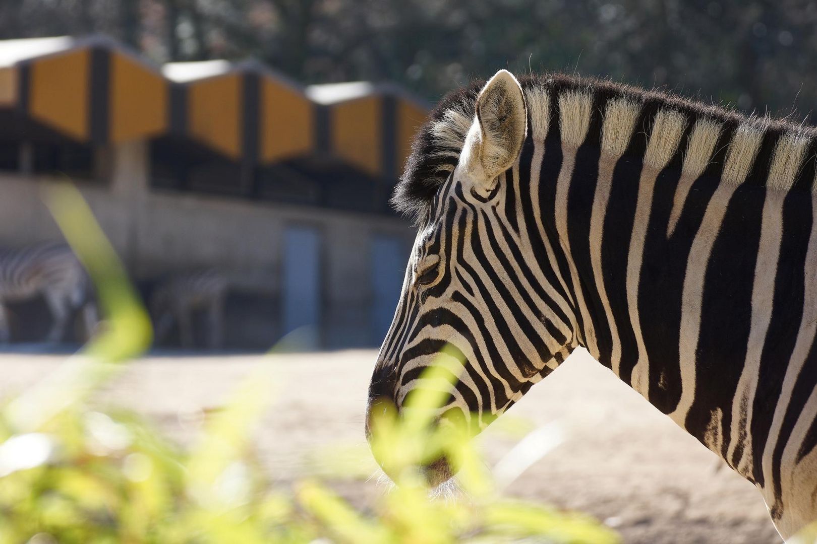 trauriges Zebra