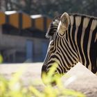 trauriges Zebra