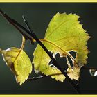 Traurigkeit im letzten Herbstlicht