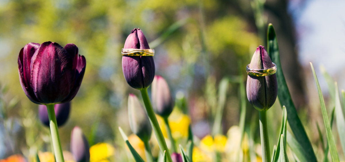 Trauringblumen