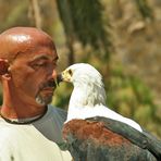 Traute Zweisamkeit  afrikanischer Schreiseeadler