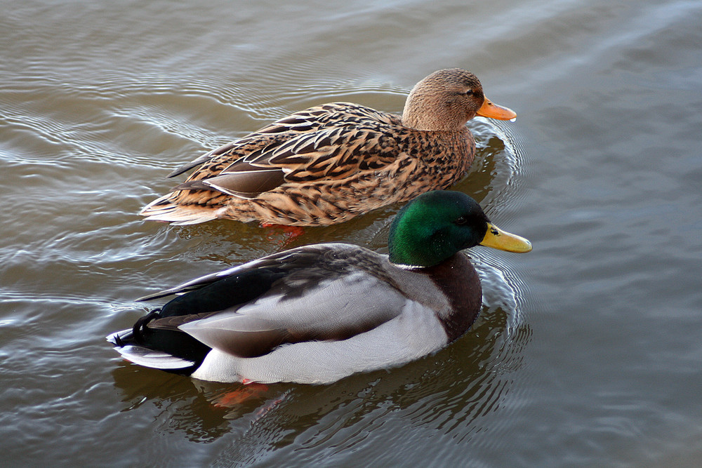 Traute Zweisamkeit - Enten im Steinhuder Meer