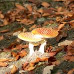 Traute Zweisamkeit im wald