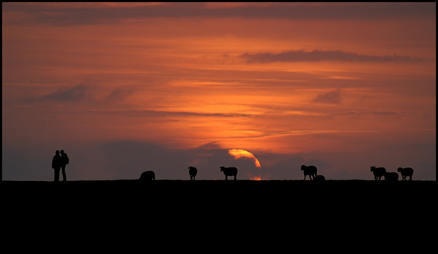 Traute Zweisamkeit - nur die Schafe schauen zu.