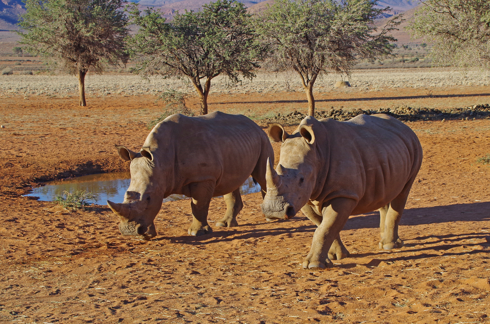 Trautes Paar 2 - Namibia Serie