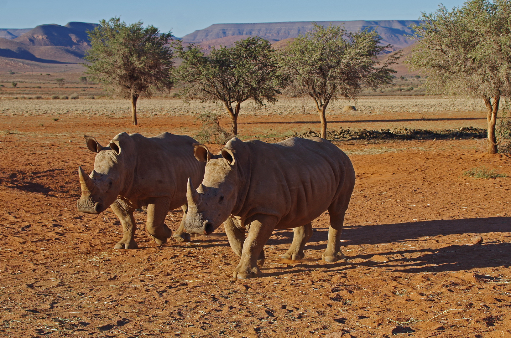 Trautes Paar - Namibia Serie 