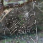 Travail arachnéen dans le jardin